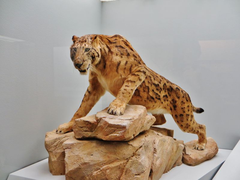 Megantereon hesperus