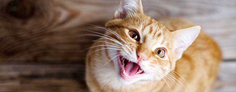 Meowing for Attention
