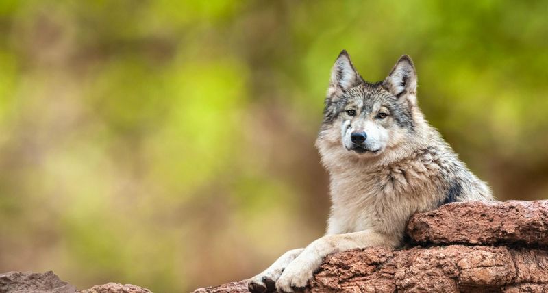Mexican Gray Wolf