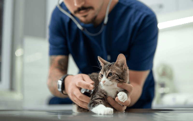 Microchipping and Socialization