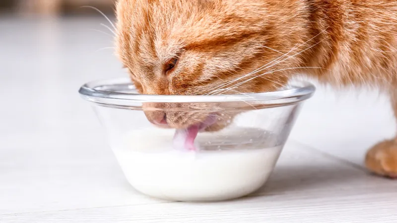 Milk (Cow's Milk)