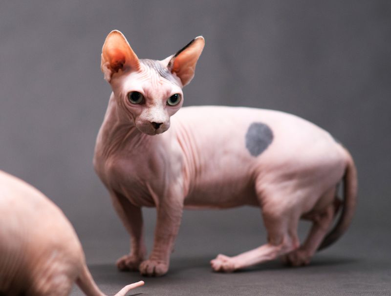 Minskin