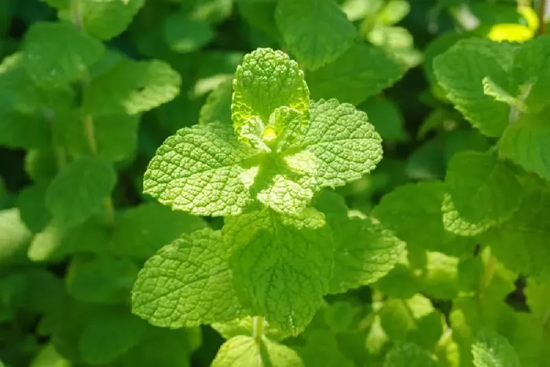 Mint