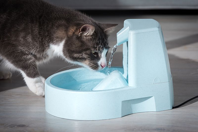 Monitor and Maintain Hydration