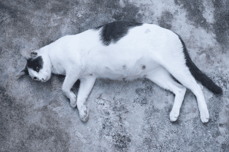 Monitoring Weight Gain