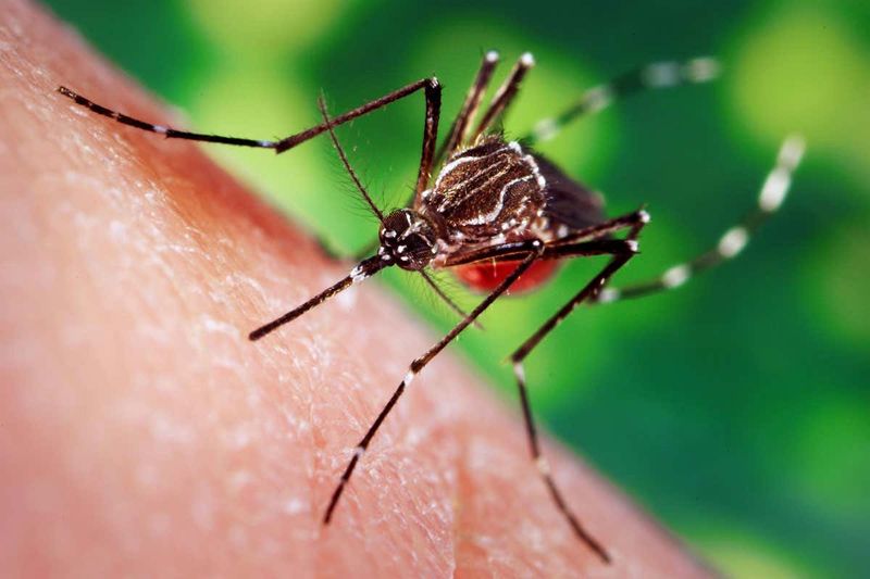 Mosquitoes