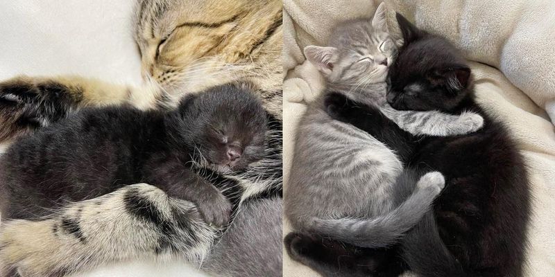 Mother-Kitten Bonding