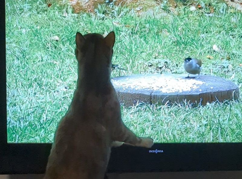 Motion Perception in Cats