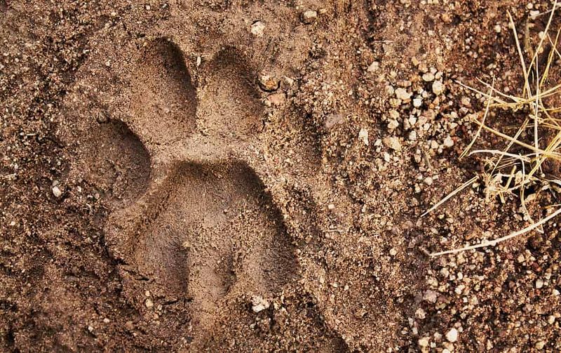 Mountain Lion Identifiers