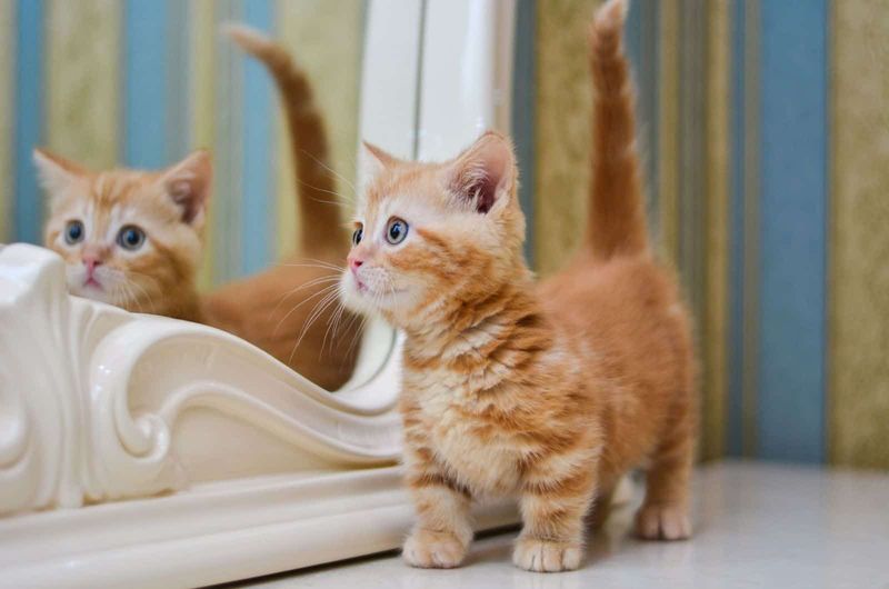 Munchkin