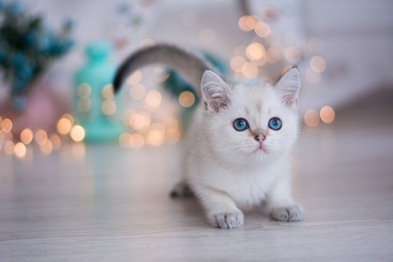 Munchkin