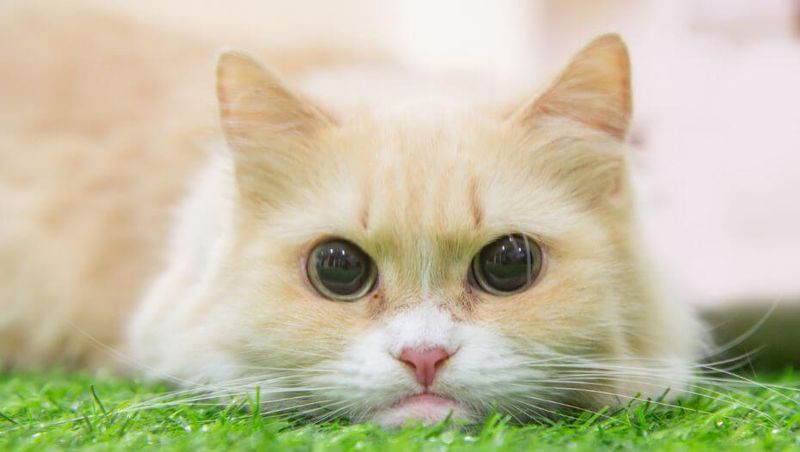 Munchkin