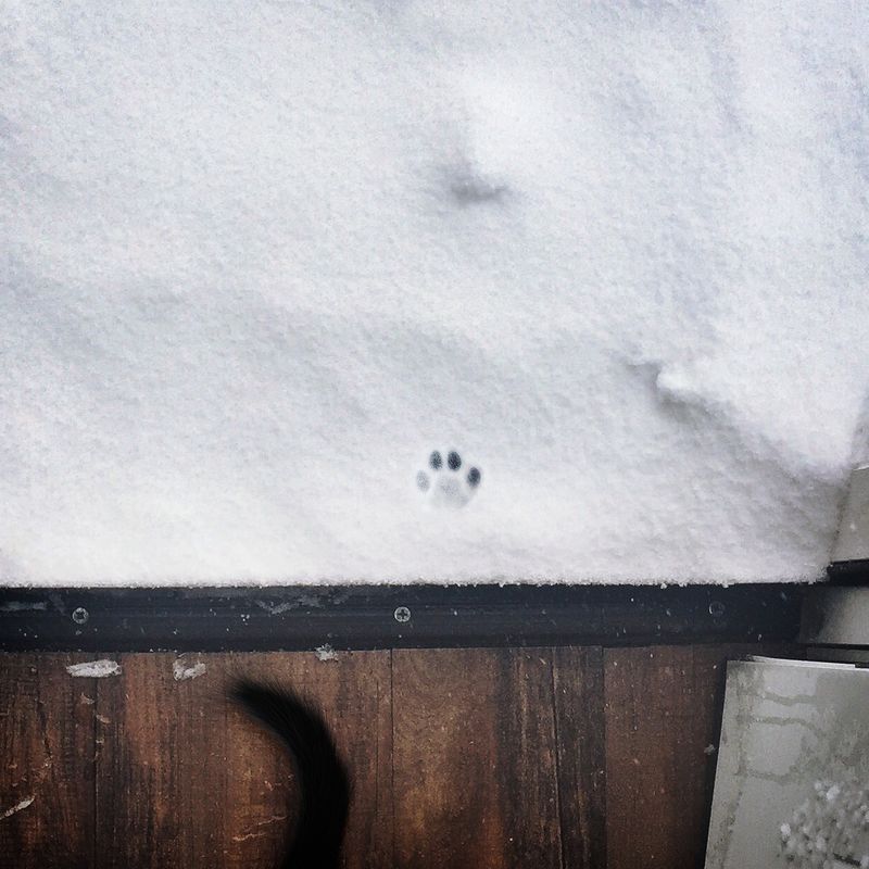 Mysterious Paw Prints