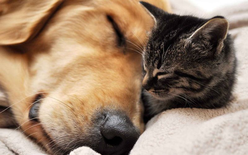 Nap Masters