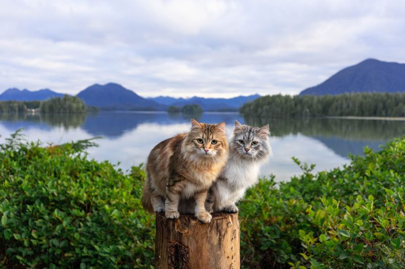 Natural Swimming Abilities That Defy Cat Stereotypes