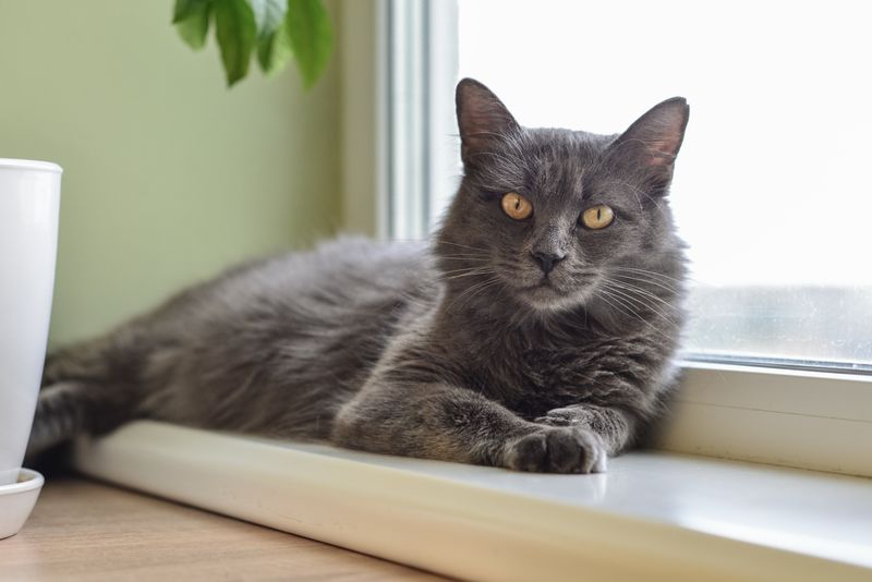 Nebelung
