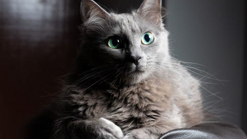 Nebelung