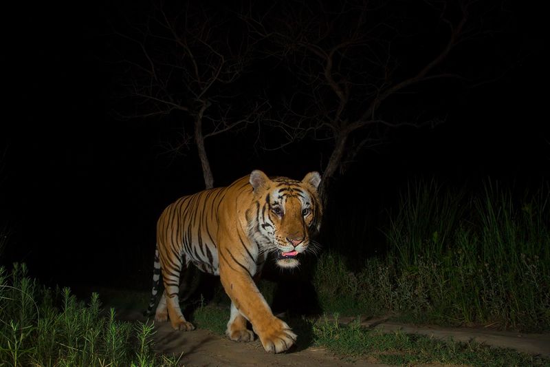 Nepal's Nocturnal Tigers