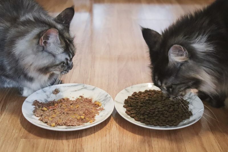 Never Feed an All-Dry Diet
