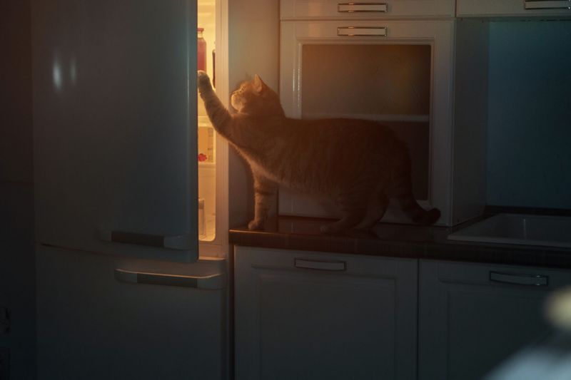 Nighttime Activity