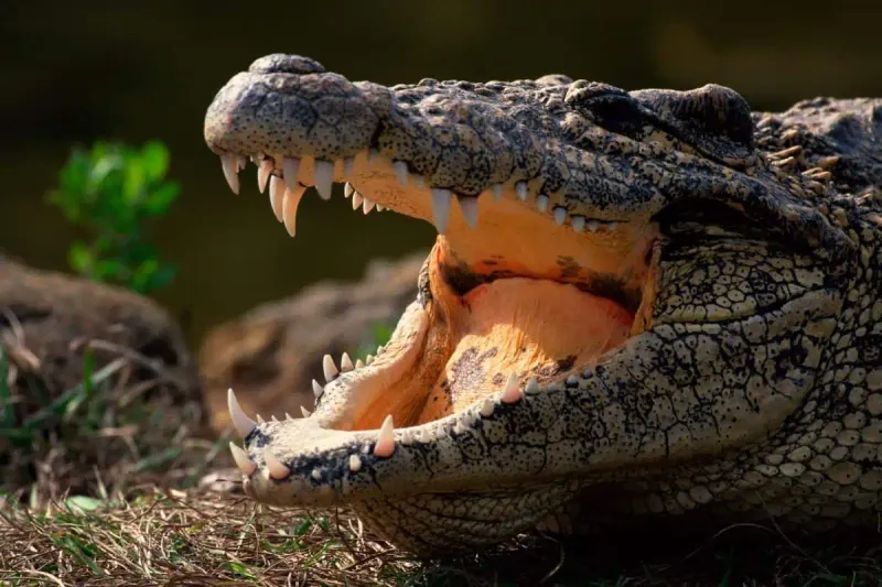 Nile Crocodile
