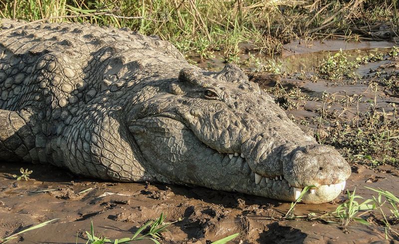 Nile Crocodiles