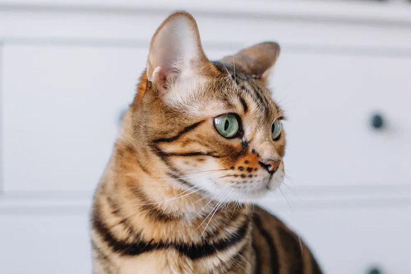 Nine Lives Continue