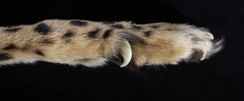 Non-Retractable Claws