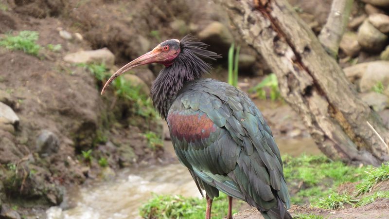 Northern Bald Ibis