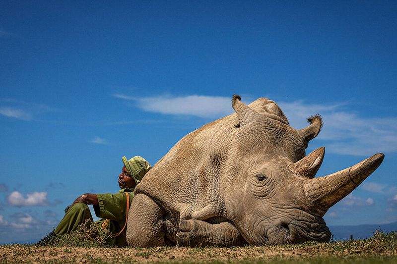 Northern White Rhino