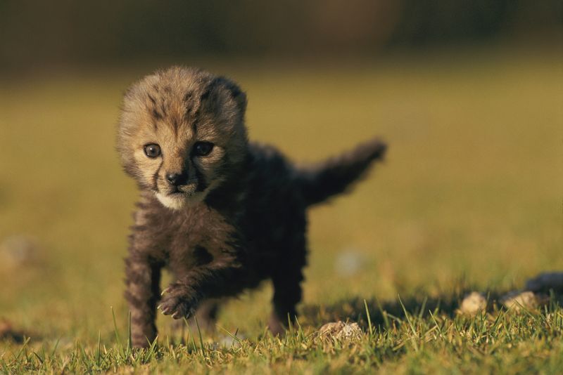 Northwest African Cheetah