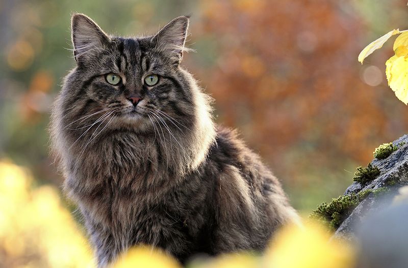 Norwegian Forest Cat
