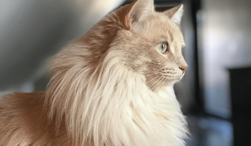 Norwegian Forest Cat