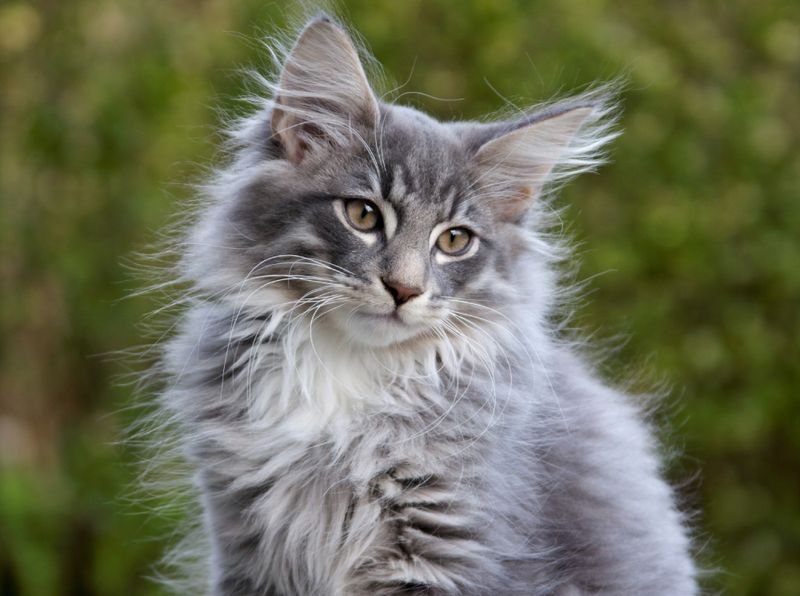 Norwegian Forest Cat