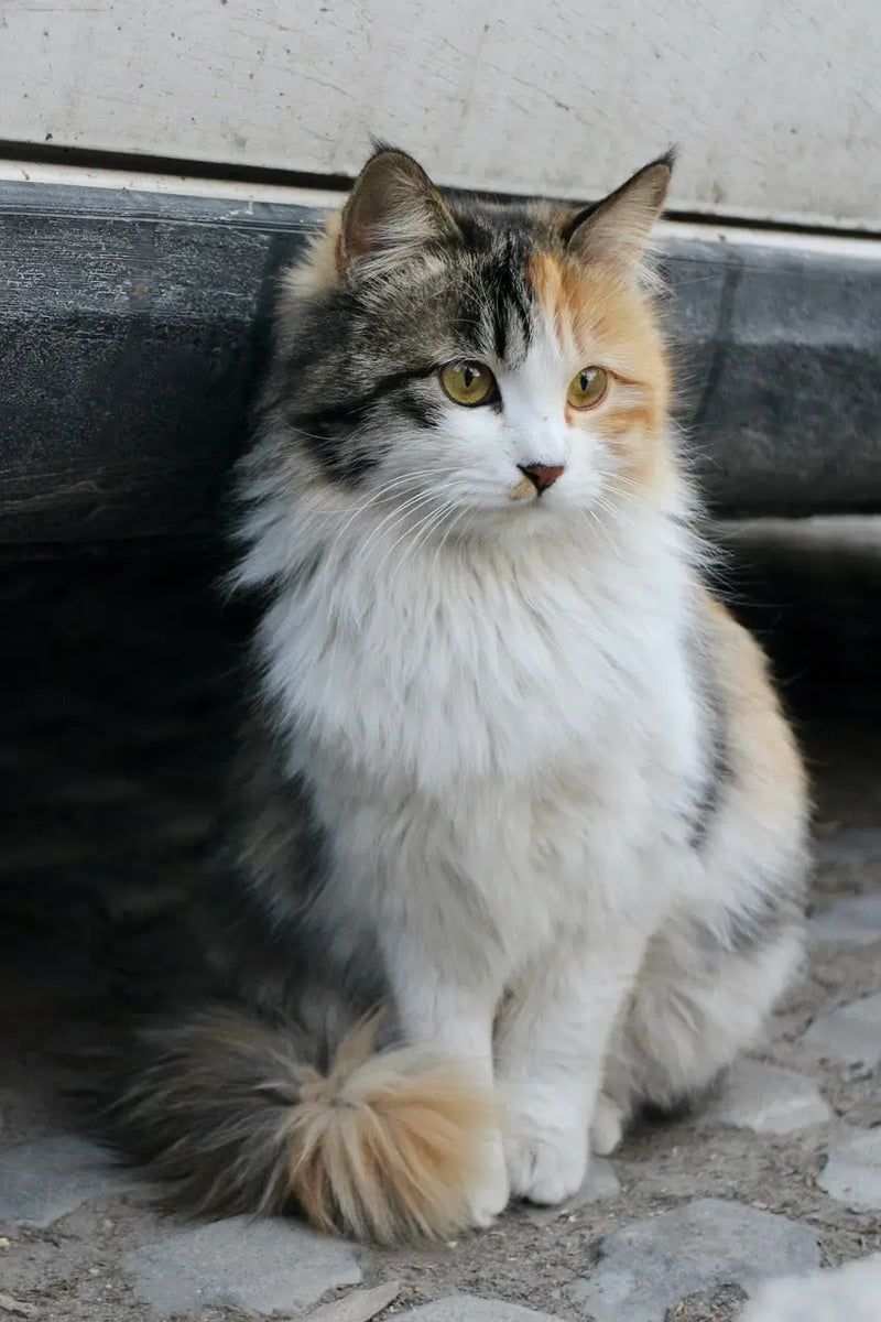 Norwegian Forest Cat