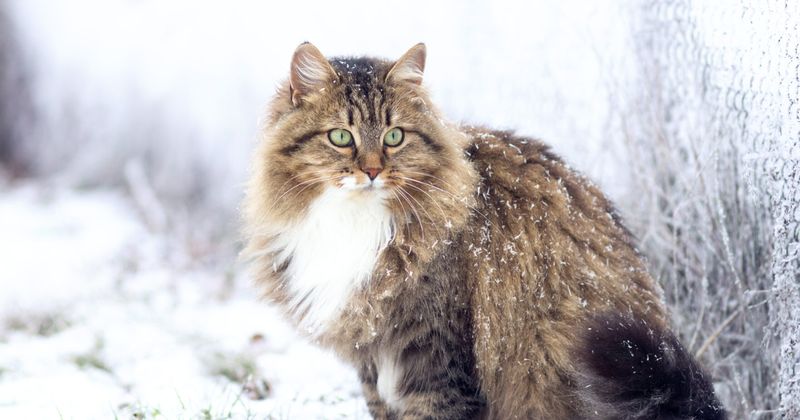 Norwegian Forest Cat