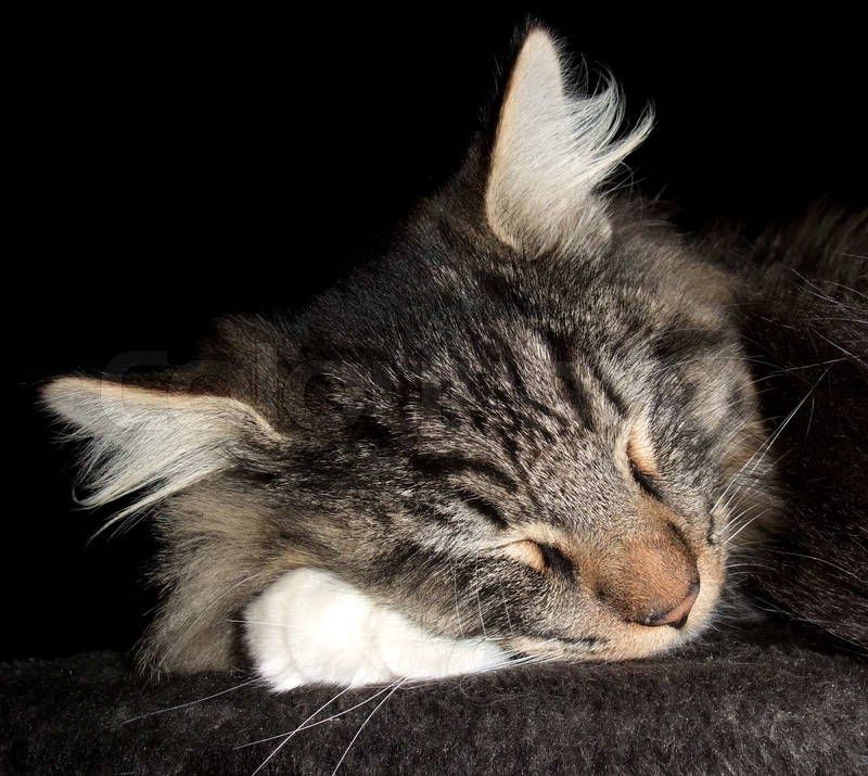 Norwegian Forest Cat