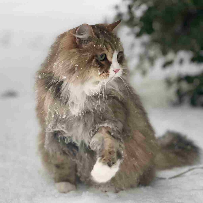 Norwegian Forest Cat
