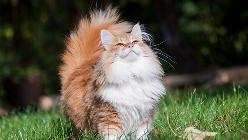 Norwegian Forest Cat
