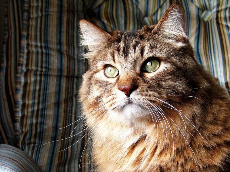 Norwegian Forest Cat