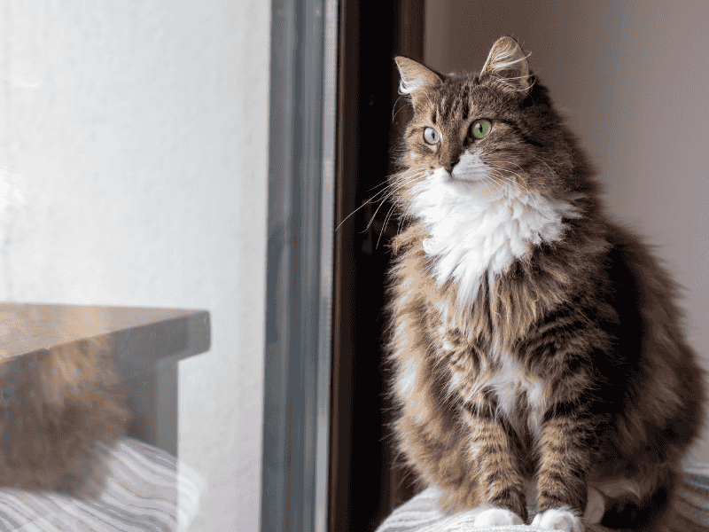 Norwegian Forest Cat