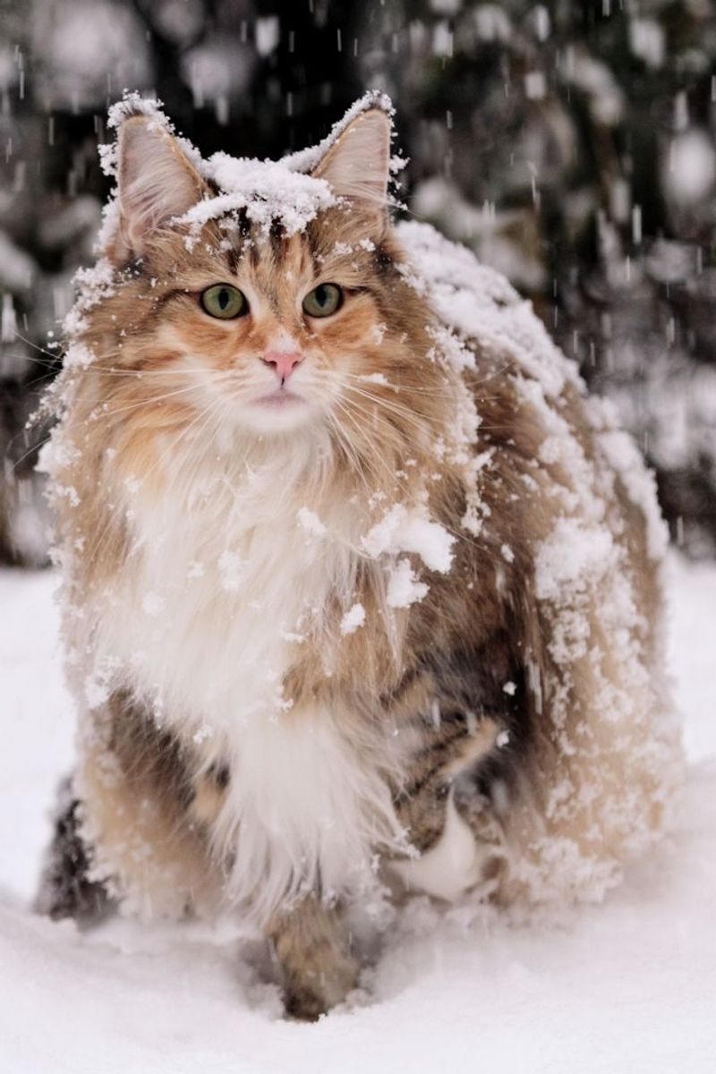 Norwegian Forest Cat