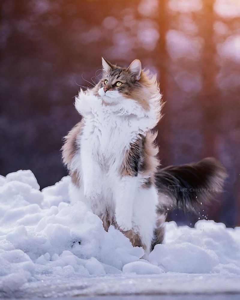 Norwegian Forest Cat