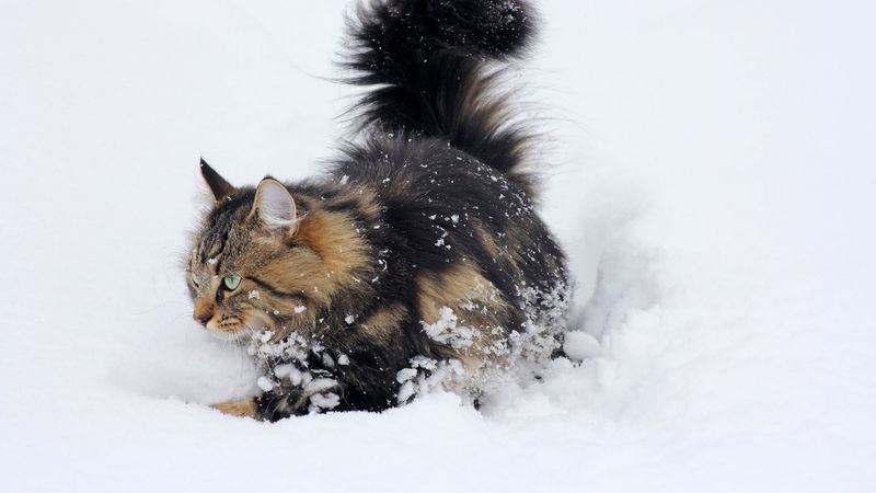 Norwegian Forest Cat: Majestic Weatherproof Wonder