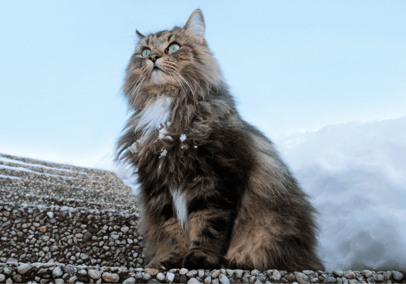Norwegian Forest Cat