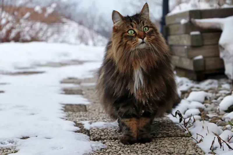 Norwegian Forest Cat