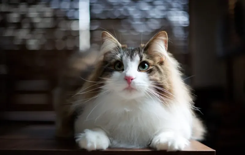 Norwegian Forest Cats
