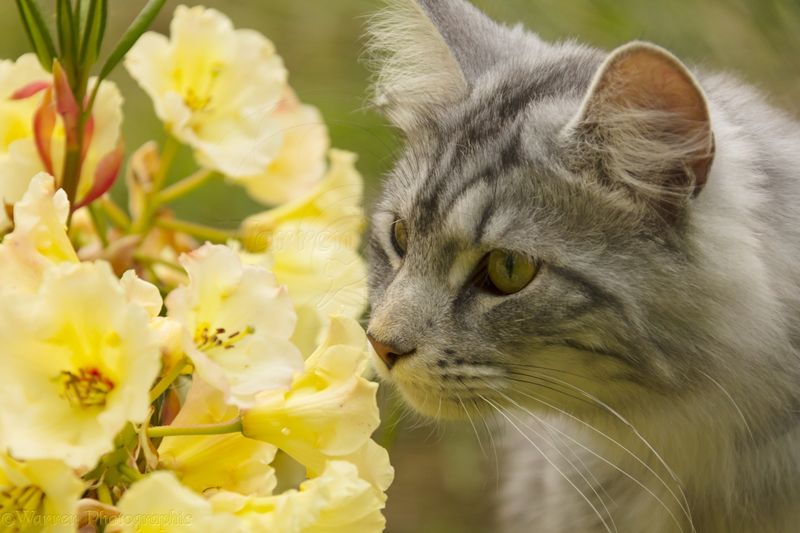Nose and Sniffing