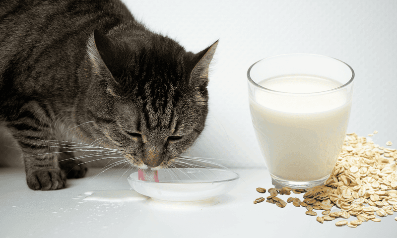 Oat Milk
