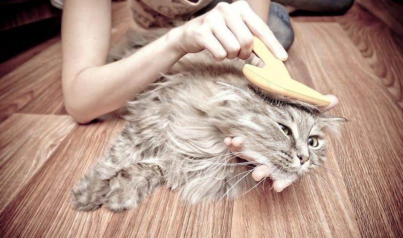Occasional Hairballs Are Normal